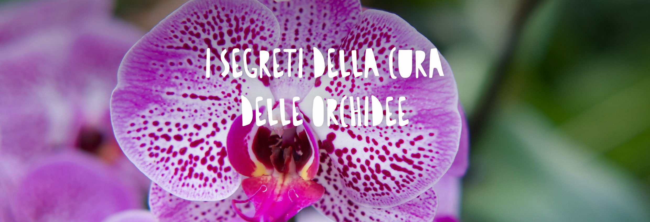 fiore di orchidea rosa